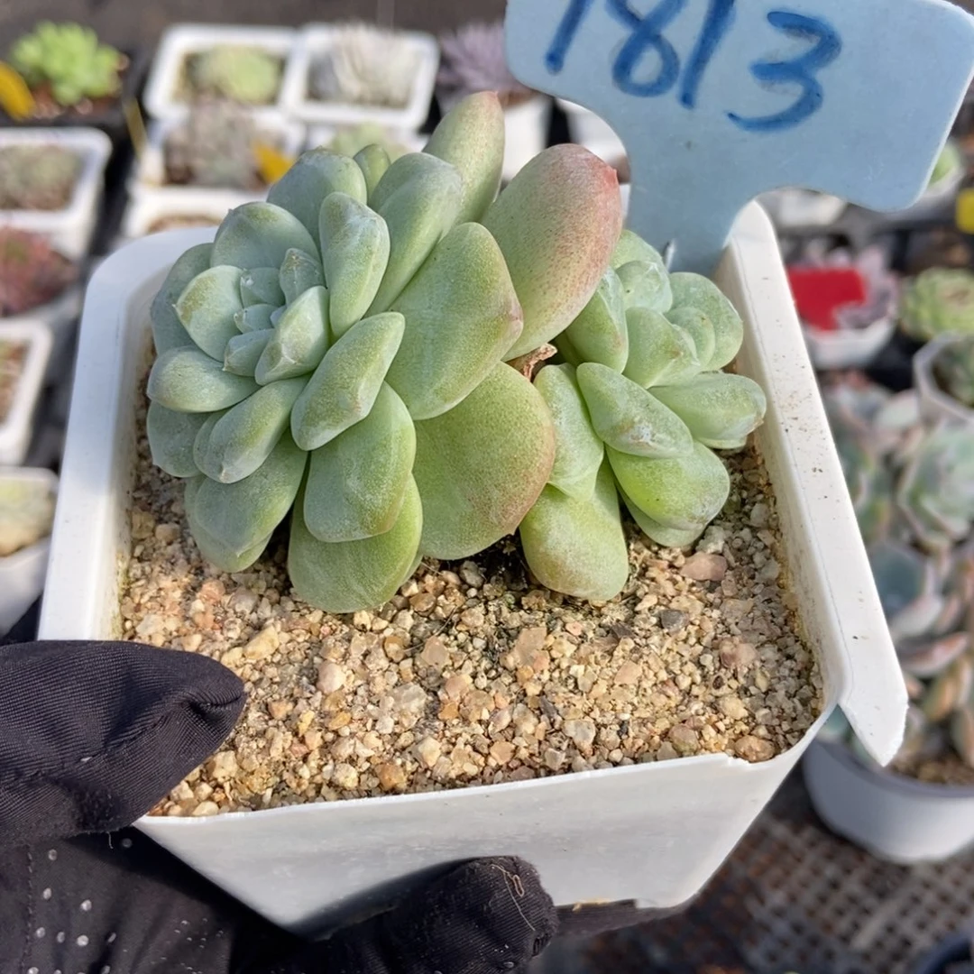 1813冰玉石化多肉植物