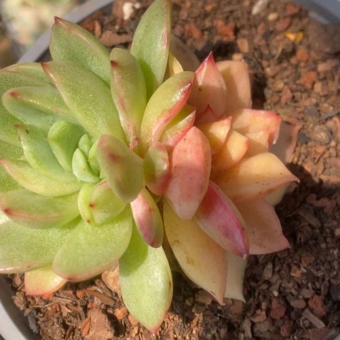 644东云杂锦锦锦锦锦