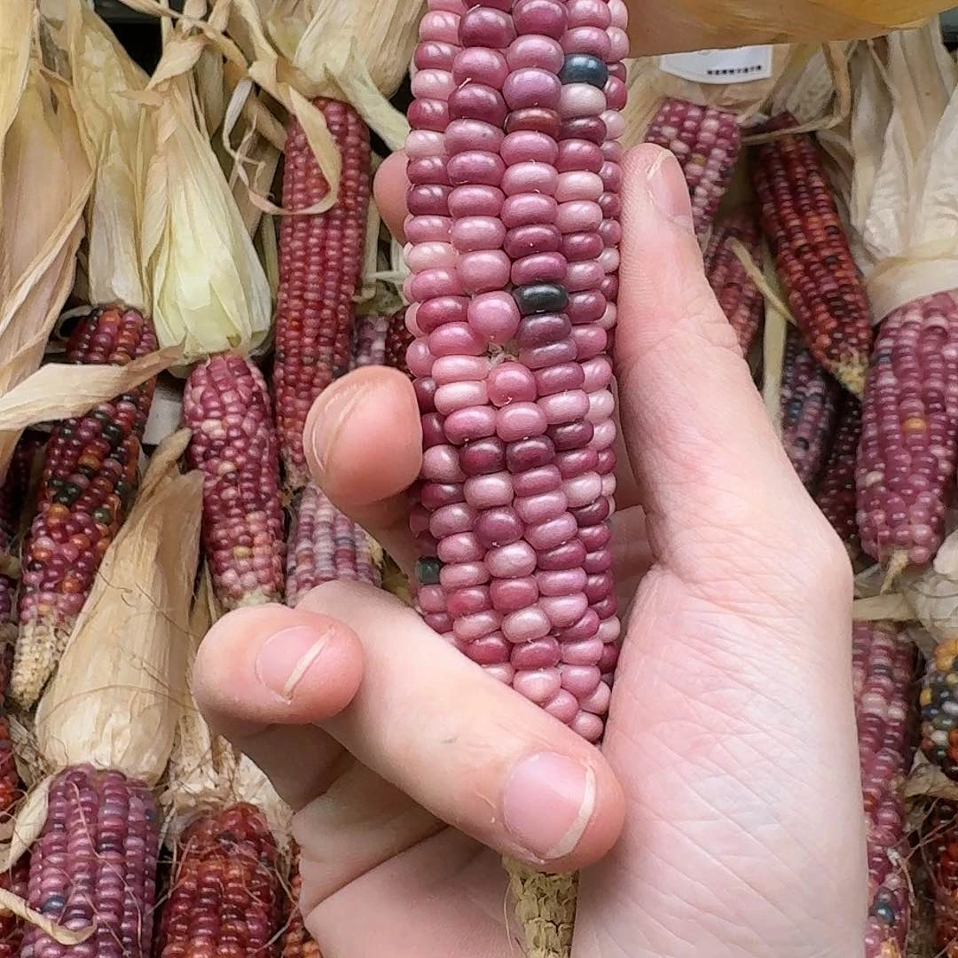 柏香籽/百香籽吊坠青*