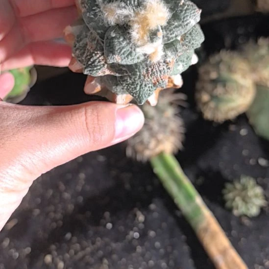 一物一拍，柱子球！！！
