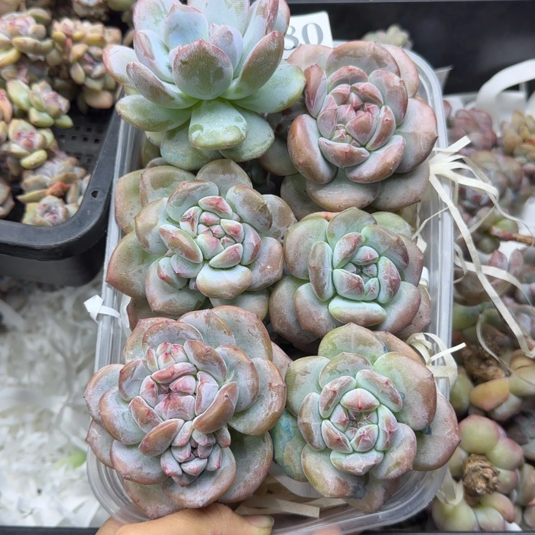 慧***姐星影多颗一物一拍180