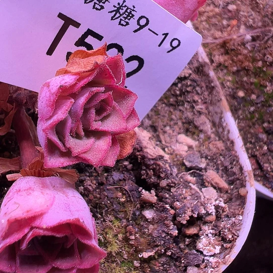 无**.若初x各种侧芽  T533