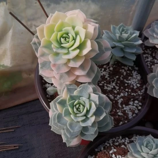 白牡丹超白锦刚长毛根