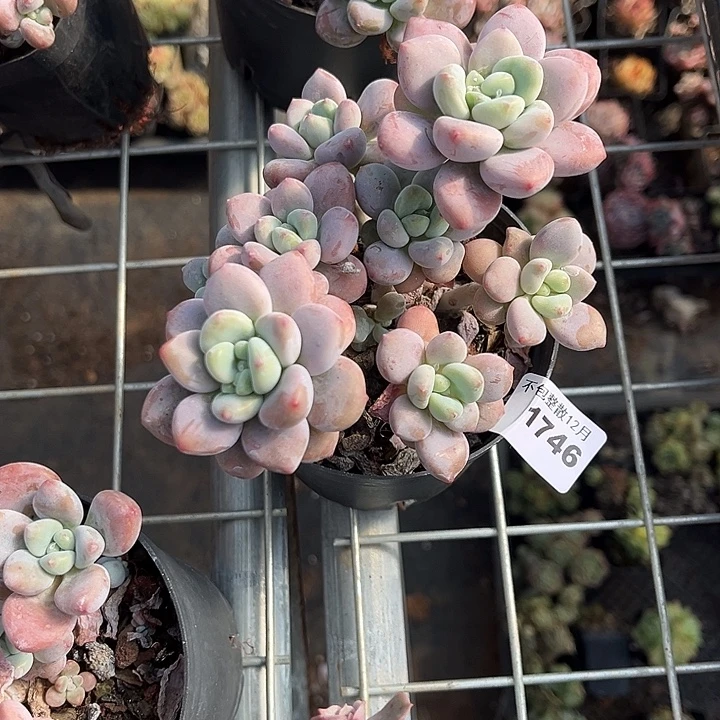 阿雅园艺。       1746洛神