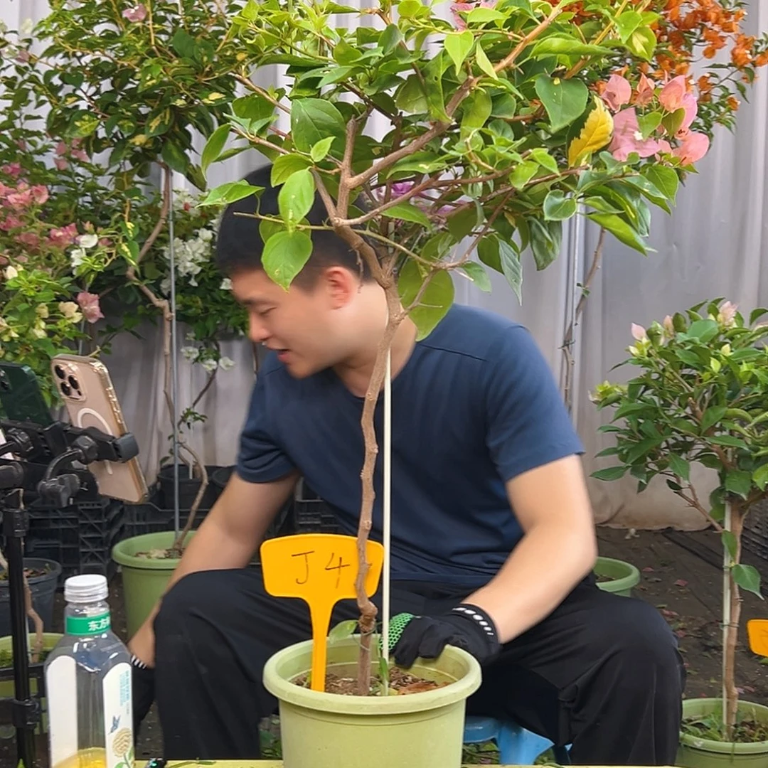 梦***’当前无花栽培后可以开花J4橙白