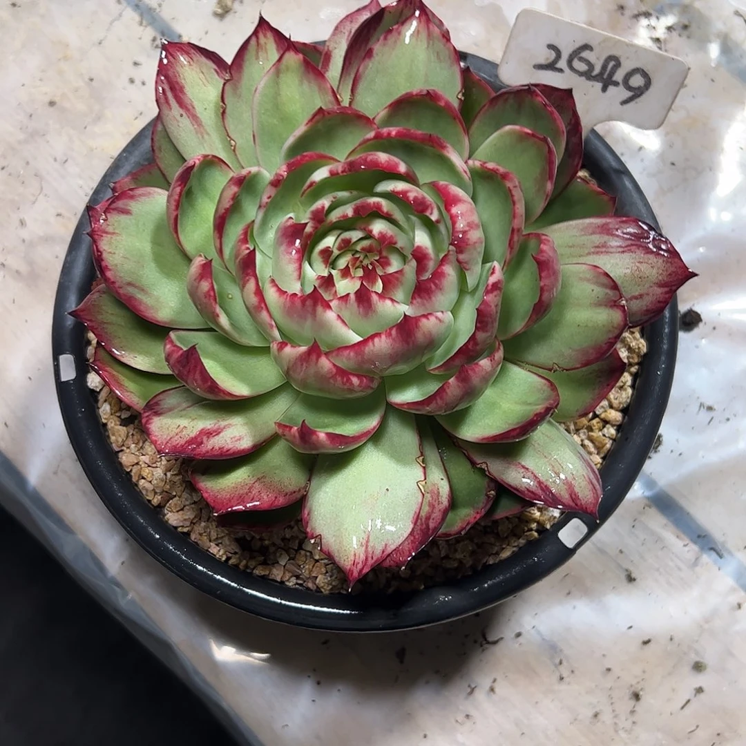 秦***聊惊鸿仙子一物一拍2649号