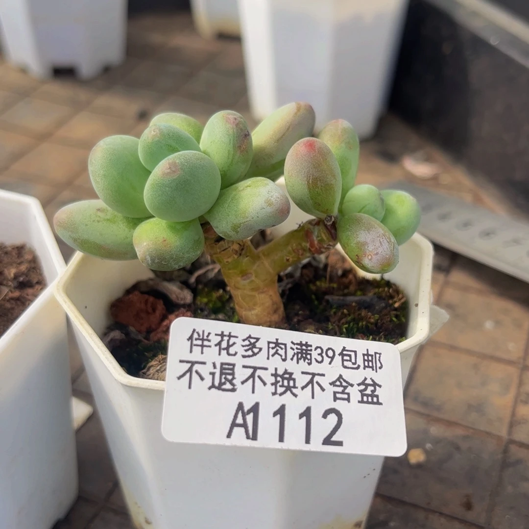 112-苹果奶多肉4cm