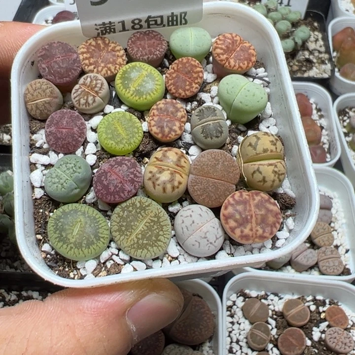 【闪购商品】 544。