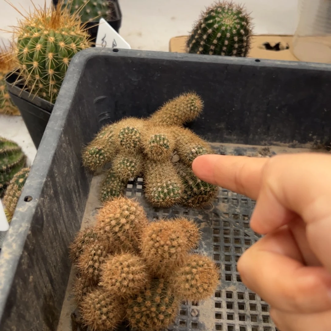 埃尔卡皮坦左1彩草