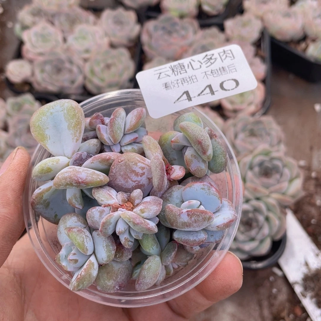 云糖心多肉植物440