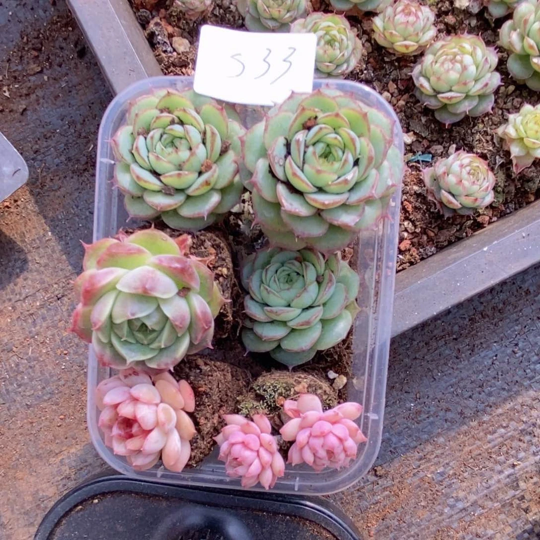 春泥家框拍链接S33