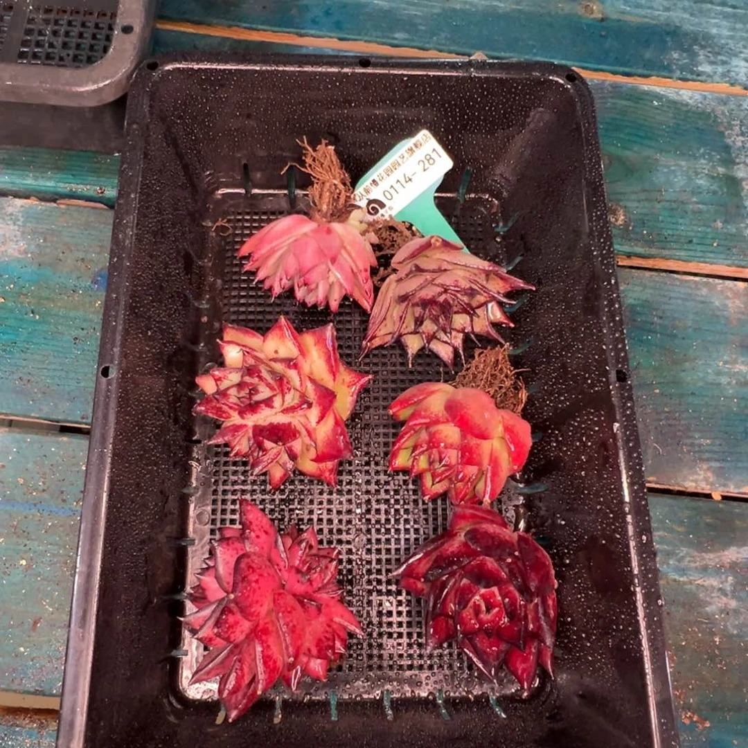 从前慢多肉精选编号0114.281