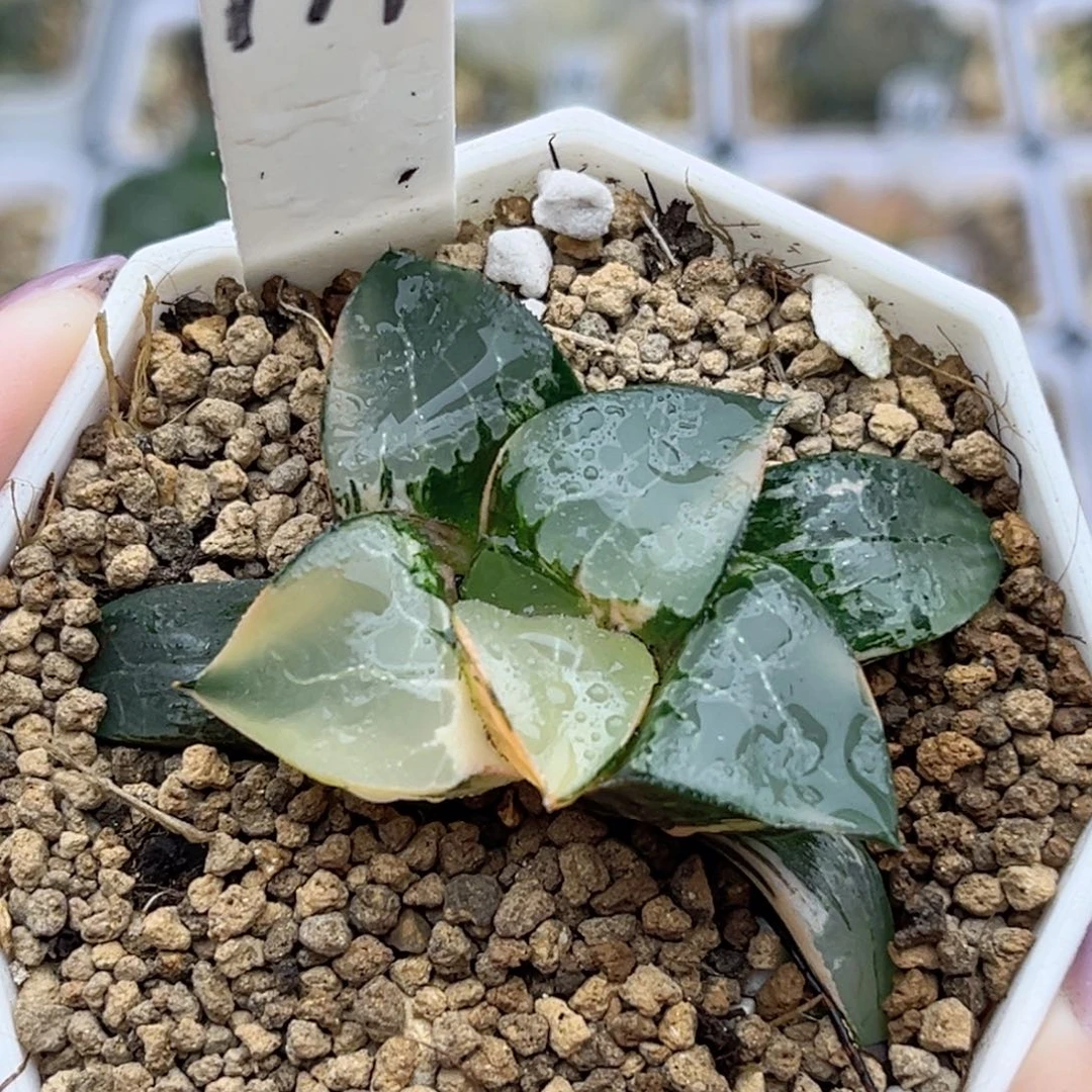 177龙禧克锦福利专场