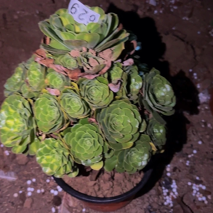 629夜光杯多肉植物不售后