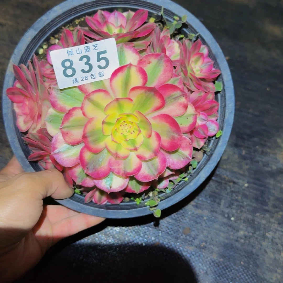 835号多肉植物倾城