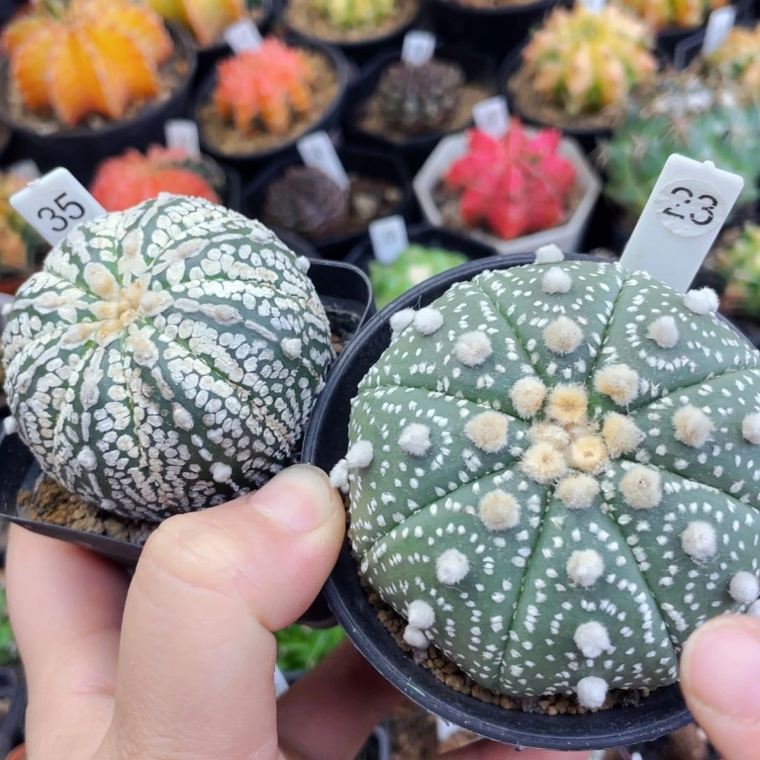 幸*草盆5公分满25包邮裸根发货