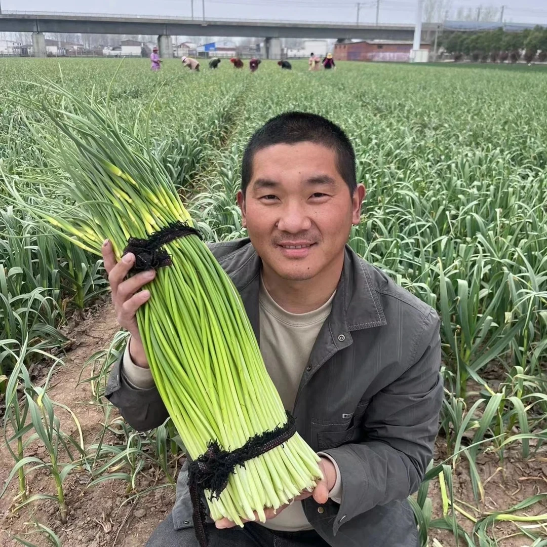 2025年河南现摘新蒜苔嫩蒜苔白帽蒜苔脆嫩蒜苔