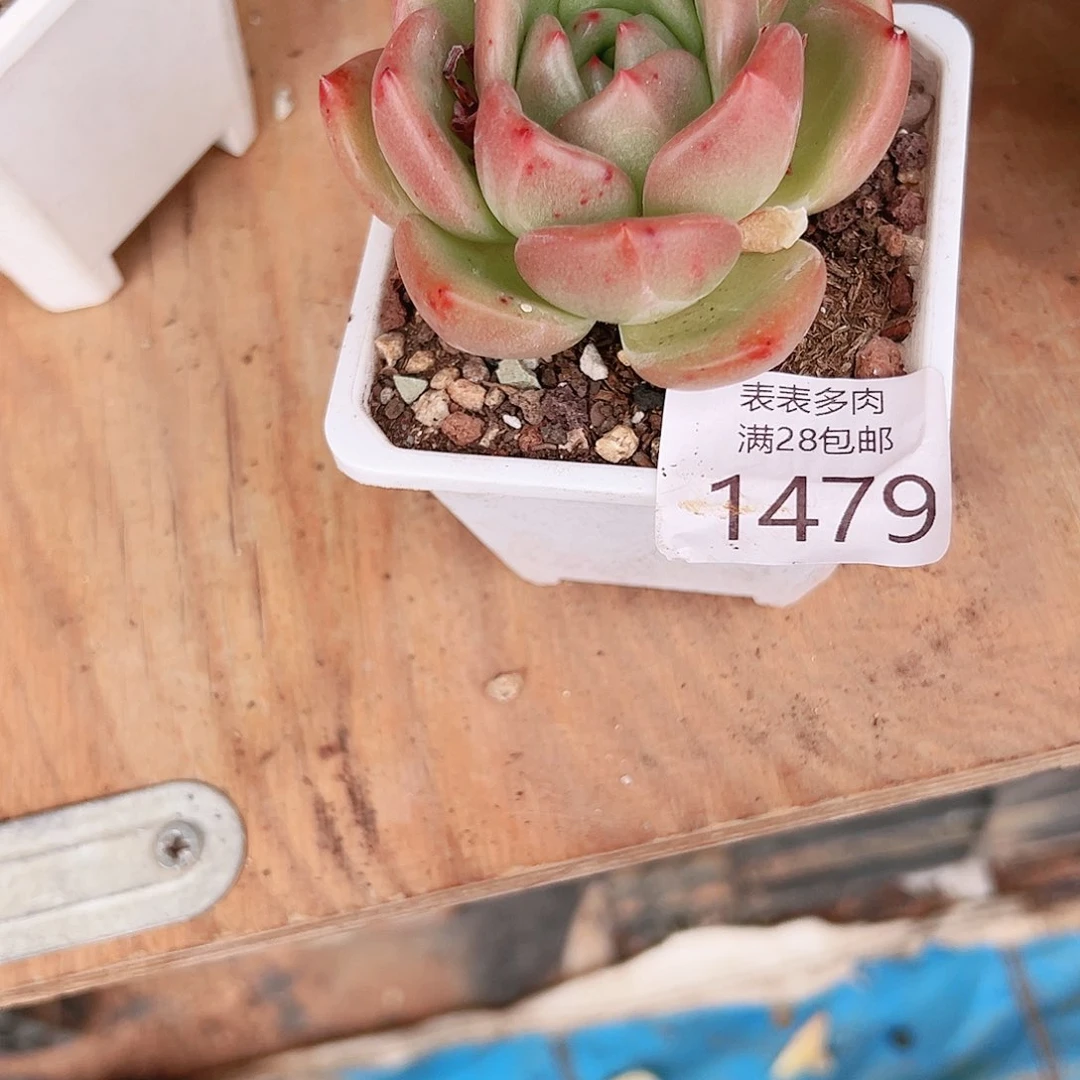 颖****多肉一物一拍植物1479