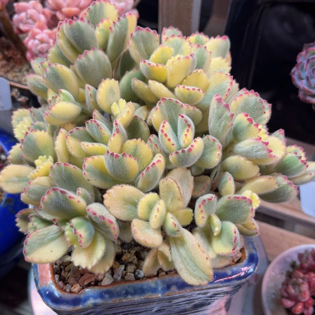 彩虹熊suitahenvnvnvn