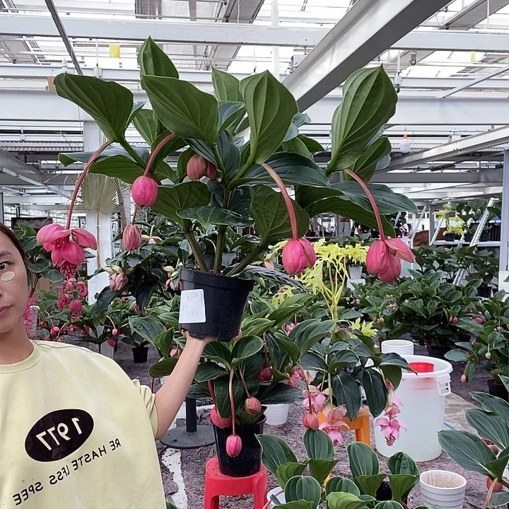 双***座完全开放10花苞玫红