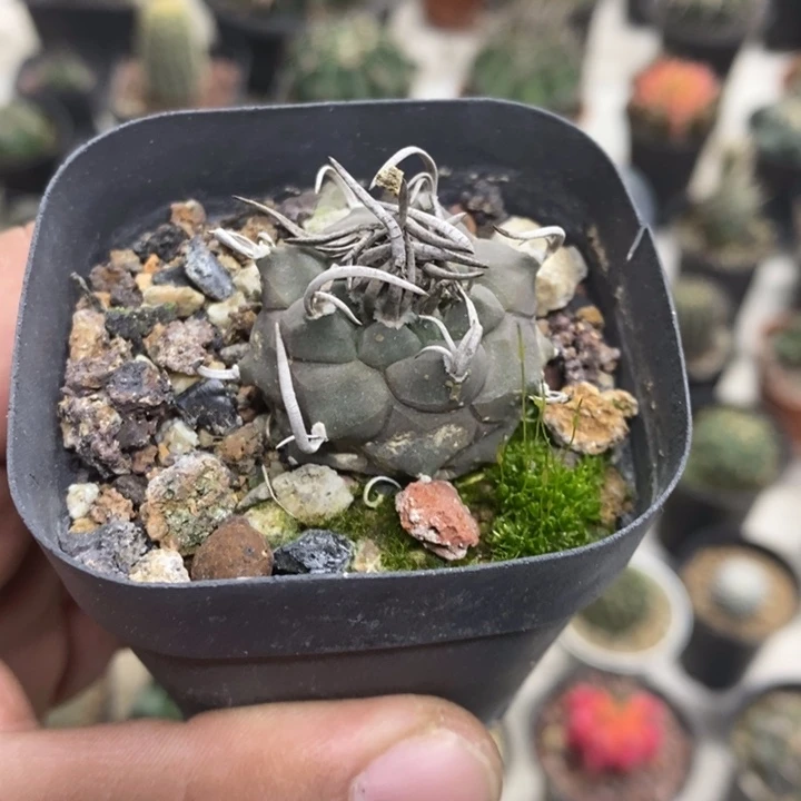 实生升云龙特价福利