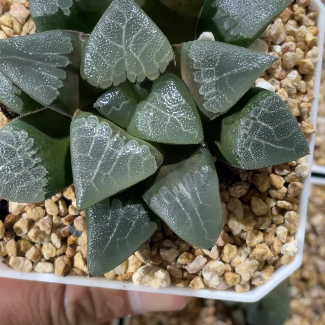 沐*实生默认脱土发货带盆不售后