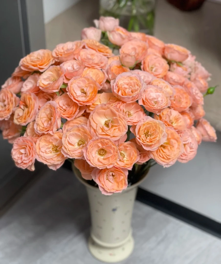 米奇多头玫瑰云南昆明基地直发新鲜插花家用水养鲜花