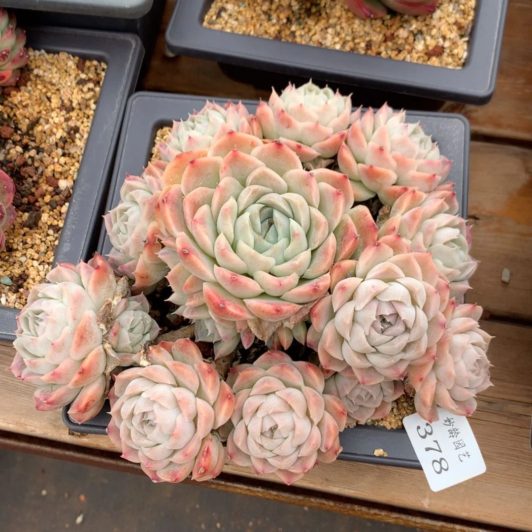 378杂交精品基地18冠