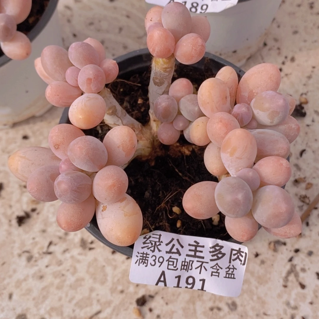 香水手指奶老桩8cm191多肉植物