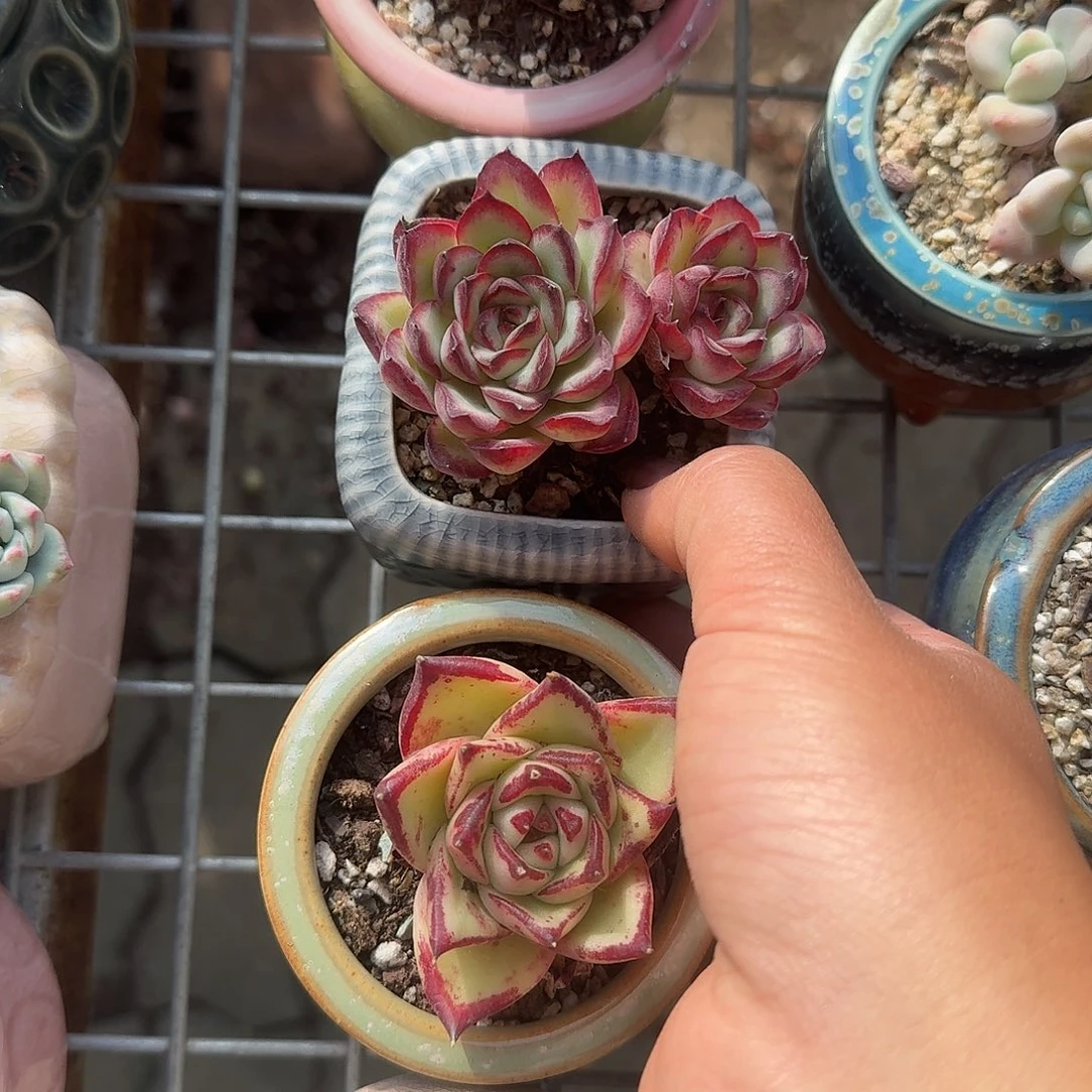 肉酱玫瑰双头带盆