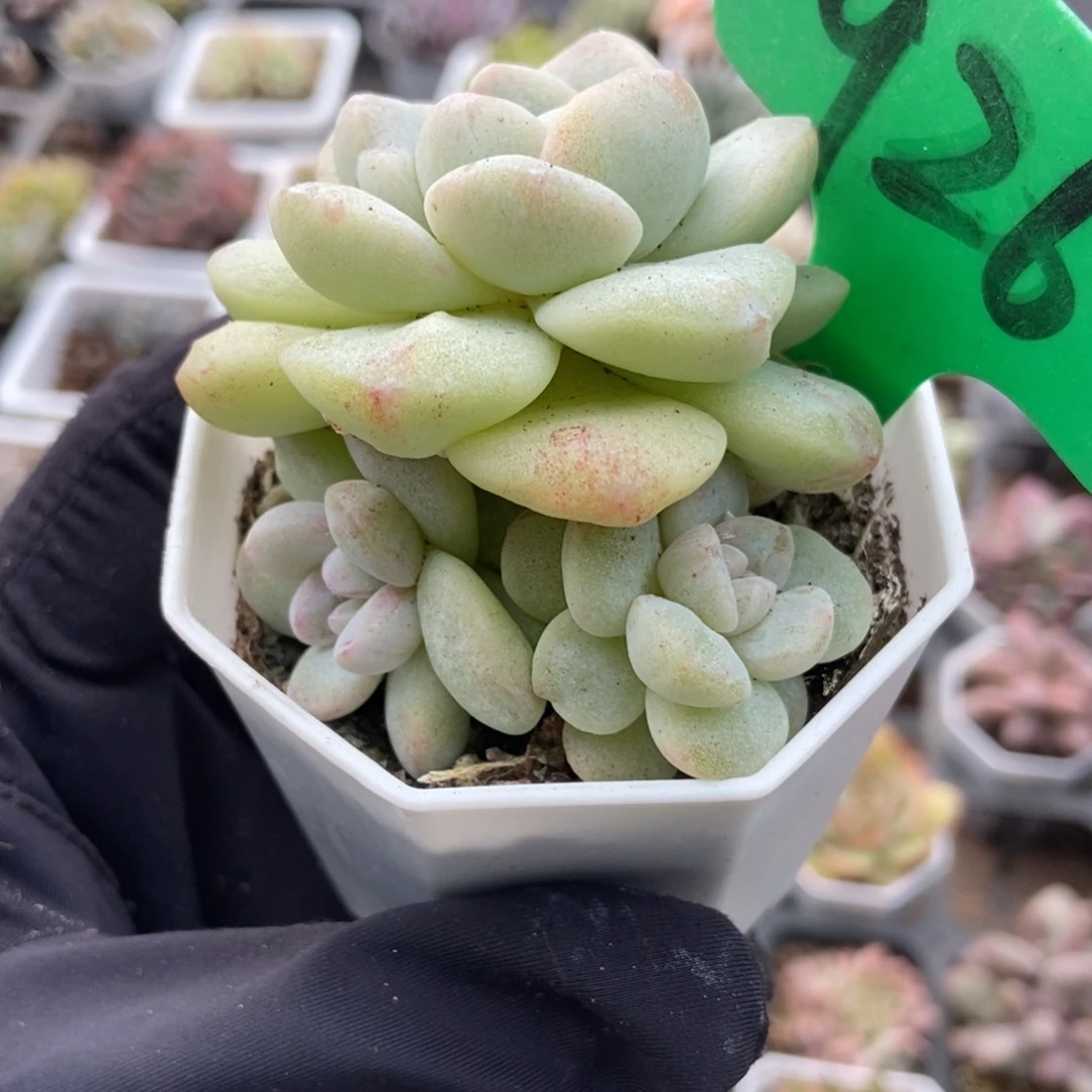 926冰玉石化多肉植物