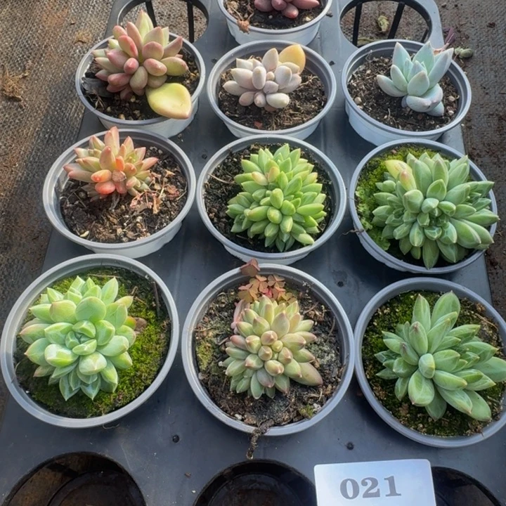 021多肉植物一物一拍