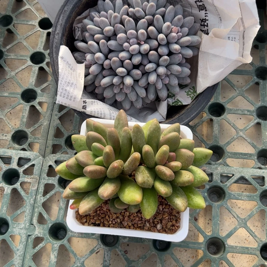 阿***林汤圆自然群多肉植物