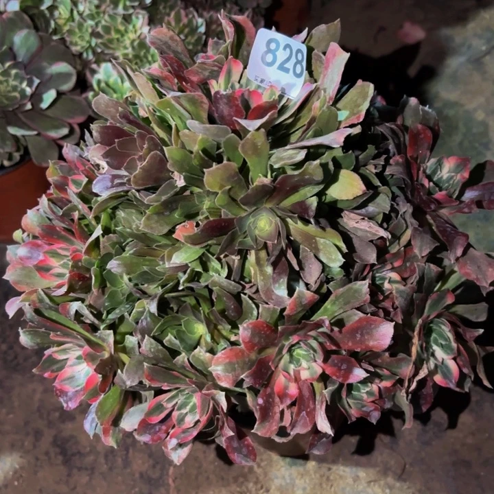828光辉多肉植物不售后