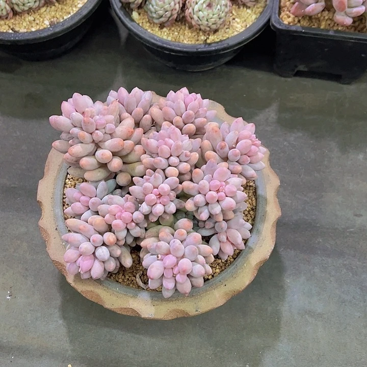格*婴儿手指，多肉植物