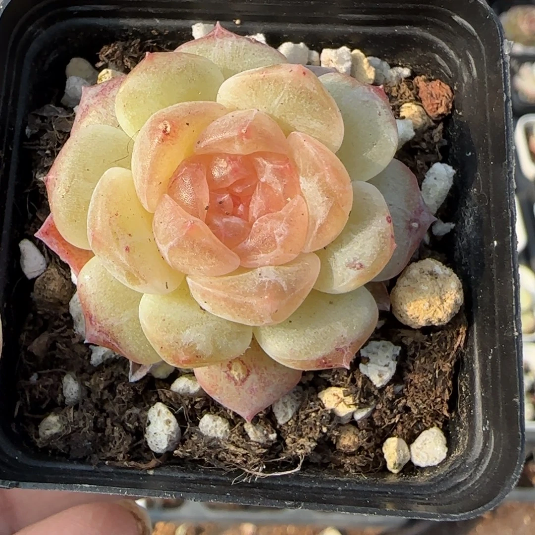 小卡拉米糖心一物一拍