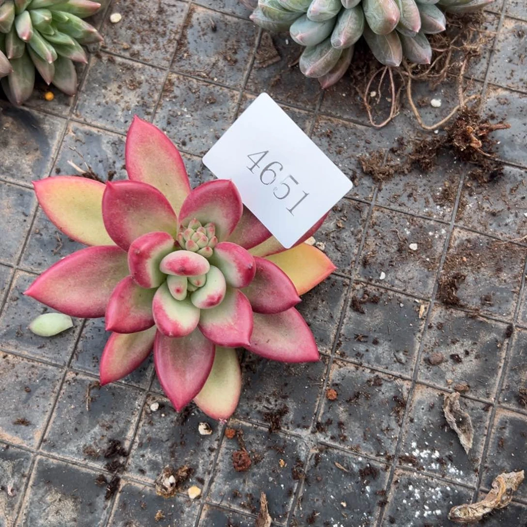 芒*4651多肉多多多多