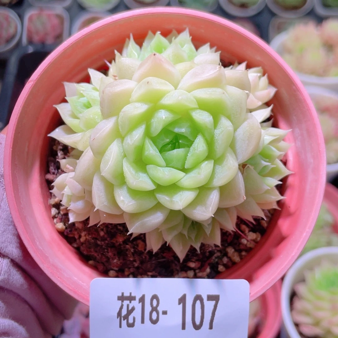 花利美18-107麦秆群