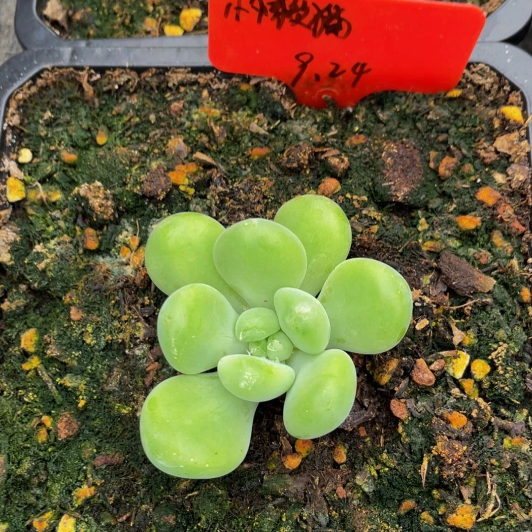 好看的的多肉植物酷克