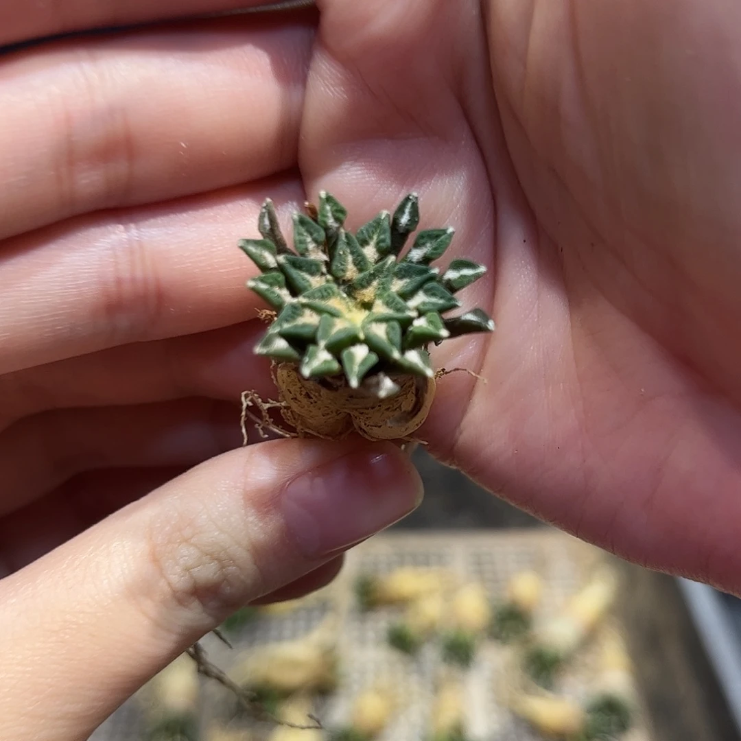 2.3cm实生超小尤姬牡丹萝卜根