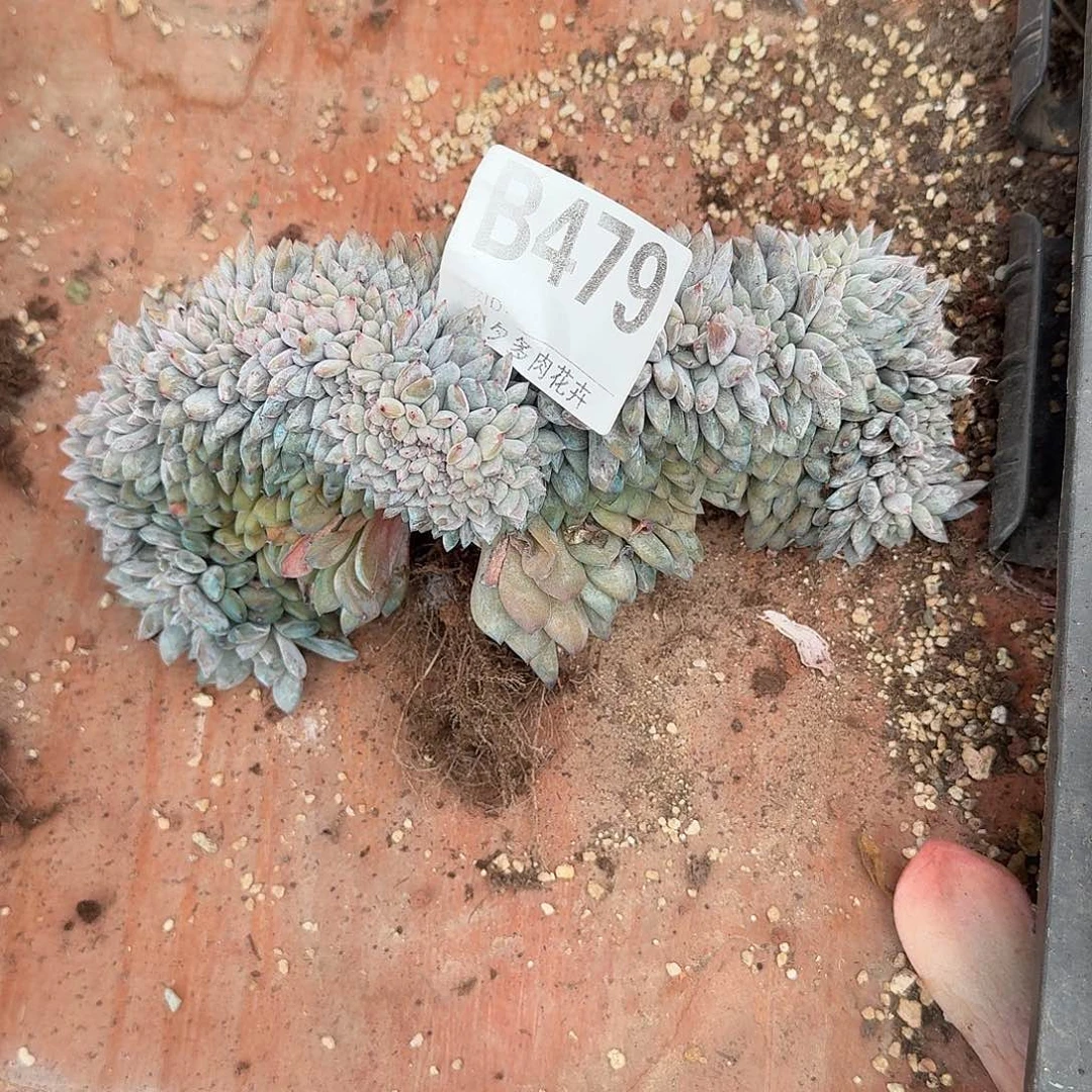 1***3星影缀化叶插有瑕疵