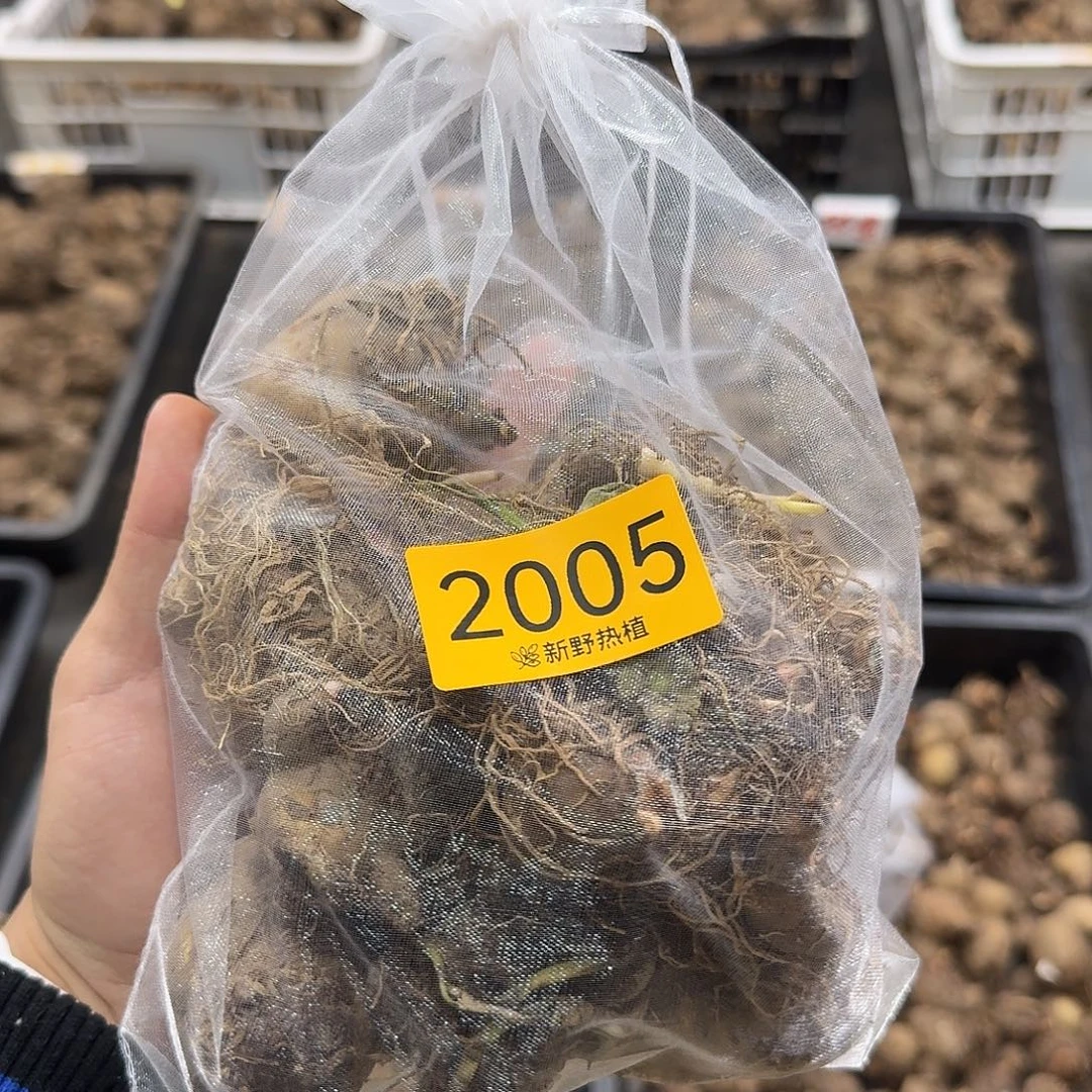 完全开放2005开播福利盲盒种球裸球不售后