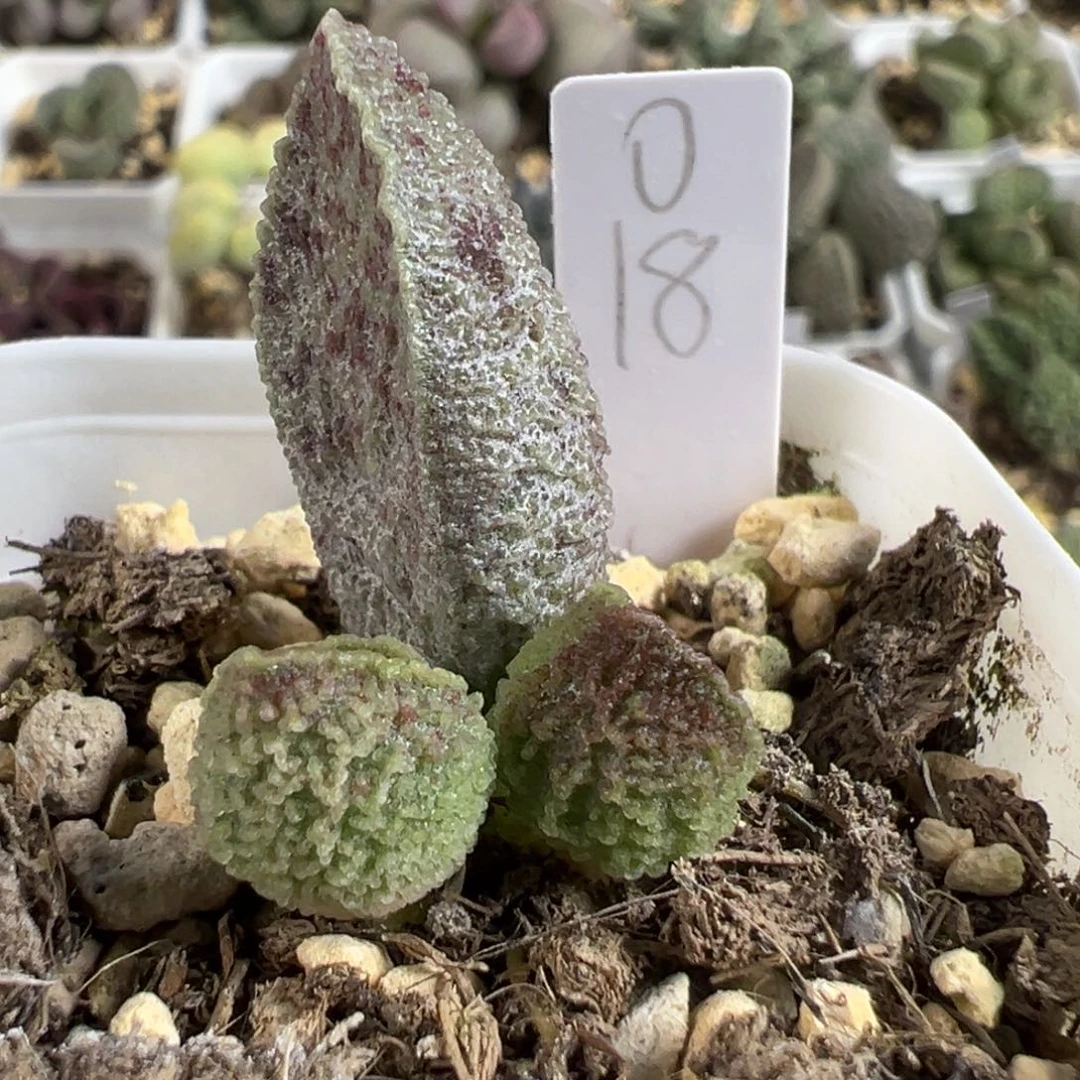 实生新品大苗多肉植物水泡多肉植物