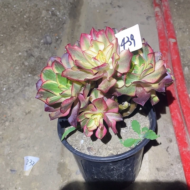 娜***）法师植物魅影法师439
