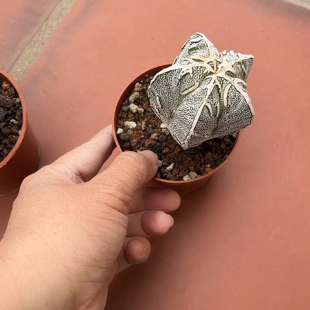 a***i仙人球鸾凤玉实生