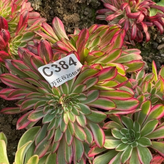 384黑天鹅缀多肉植物