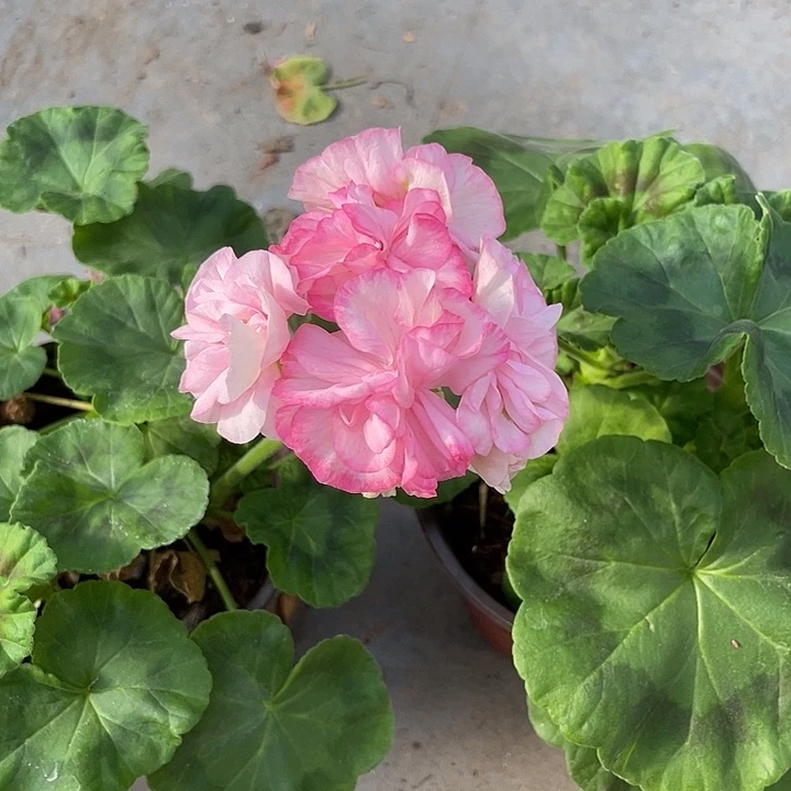 小***鲤完全开放钻石婚福利款