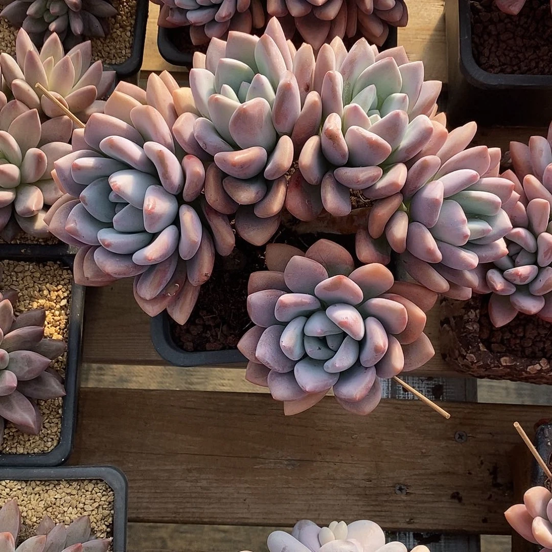 无坎老桩奥普琳娜多肉