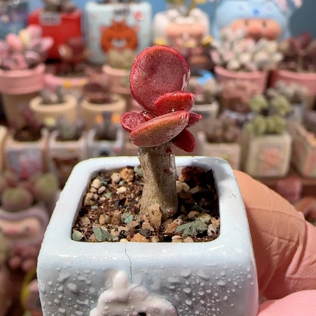 厚叶红舒题 盆口2cm