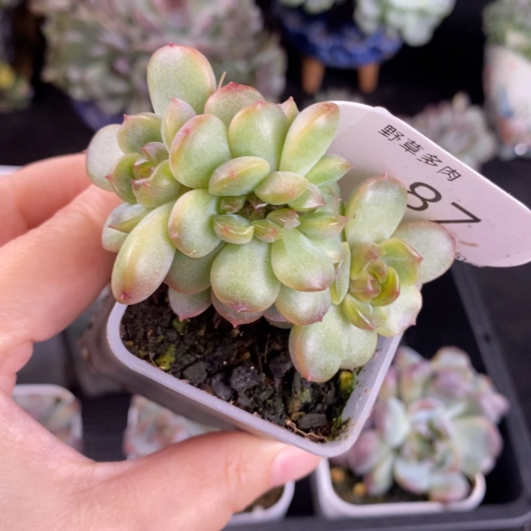 红恋缀化一颗87号